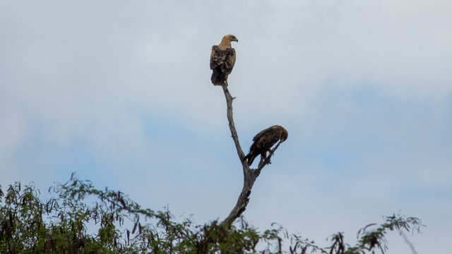 Zwergadler (Hieraaetus pennatus), S&uuml;dafrika, Afrika