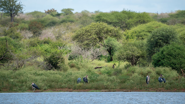Marabu  Storch (Leptoptilos crumeniferus), S&uuml;dafrika, Afrika
