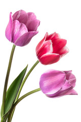 Beautiful pink and lilac tulip flower isolated on a white background