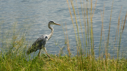 Graureiher bzw. Fischreiher (Ardea cinerea), Südafrika, Afrika