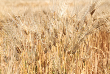 Barley ears on field