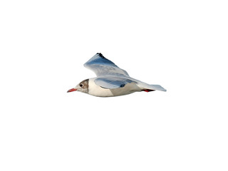 Black-headed gull (Chroicocephalus ridibundus) on flight, isolated on white background, cut out