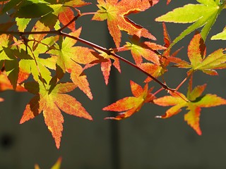 モミジの紅葉