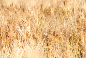 Barley ears on field
