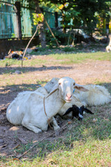 Funny sheep expression | Animal Herbivore