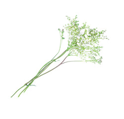 White wild flower stem isolated on white background.