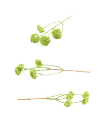 Decorational green flower isolated