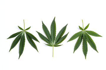 Fresh leaves of hemp on a white background.