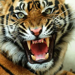 Zelfklevend Fotobehang Boze tijger © Arjan