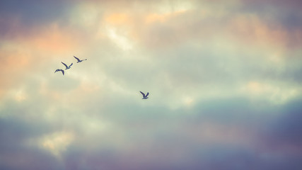 Birds in sky background
