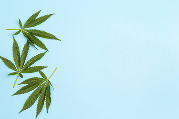Fresh leaves of hemp on a blue background.