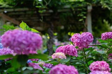 Obraz premium Beautiful hydrangeas garden. Heart shape flowers, love concept. Natural background.