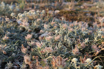 Close up on Crimerian herbs