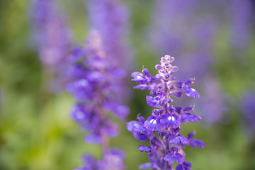 Blooming violet lavender flowers in sunny day