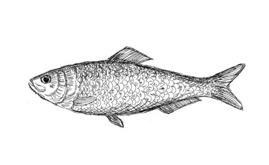 Hand drawn vector fish