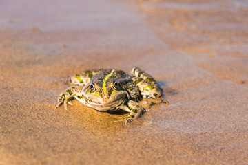 Toad on a sandy beach close up