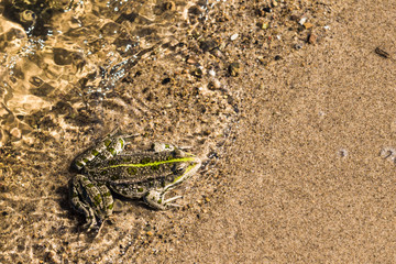 Toad on a sandy beach close up