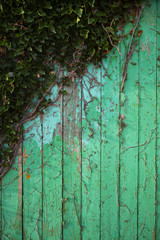 Ivy on a green wooden wall