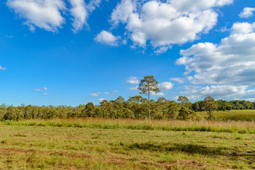 Beautiful Tree in Thung Salaeng Luang National Park, Savanna in National Park of Thailand