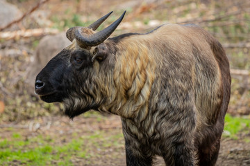 The Mishmi takin (Budorcas taxicolor taxicolor)