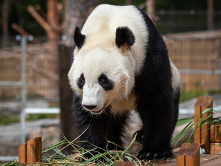 The giant panda (Ailuropoda melanoleuca)
