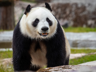 Obraz premium The giant panda (Ailuropoda melanoleuca)