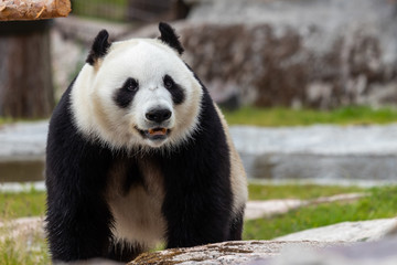The giant panda (Ailuropoda melanoleuca)