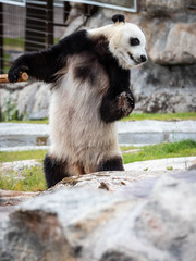 The giant panda (Ailuropoda melanoleuca)