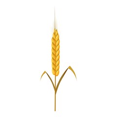 Wheat spike icon. Cartoon illustration of wheat ears vector icon for web design