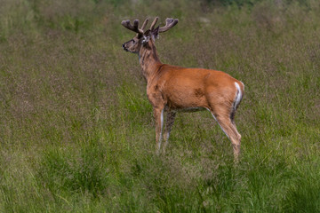 The white-tailed deer (Odocoileus virginianus)