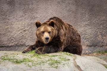 Plakat The brown bear (Ursus arctos)