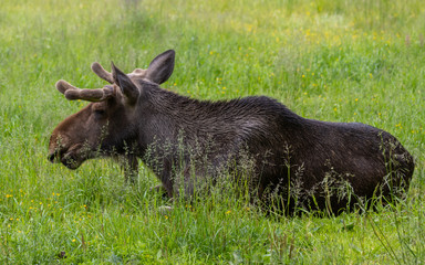 The moose (Alces alces)