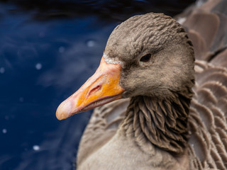 The greylag goose (Anser anser)