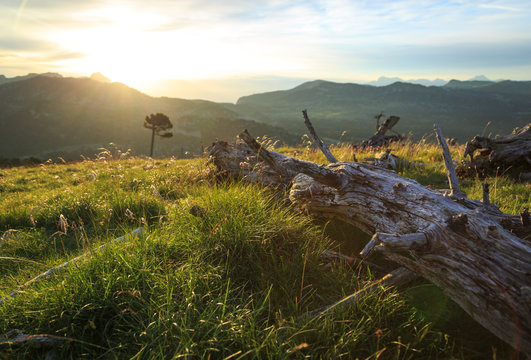 Tranquil sunrise at a tree trunk in a mountain wilderness. Vercors, France.