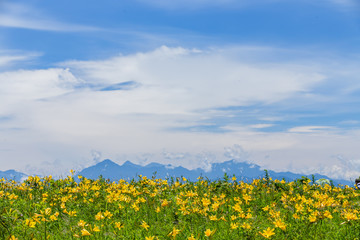 ニッコウキスゲとアルプス