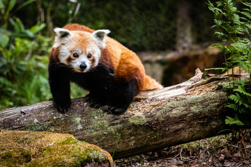 Fototapeta premium The red panda (Ailurus fulgens)
