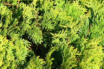 Evergreen thuja leaves on the branches backgroundth