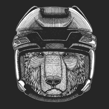 Brown bear Russian bear Wild animal wearing hockey helmet. Print for t-shirt design.