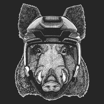 Aper, boar, hog, wild boar Wild animal wearing hockey helmet. Print for t-shirt design.