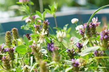 close up of purple meadow flowers in the garden