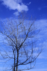 Fototapeta na wymiar tree and cloud sky