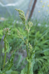 Цветки щавеля  