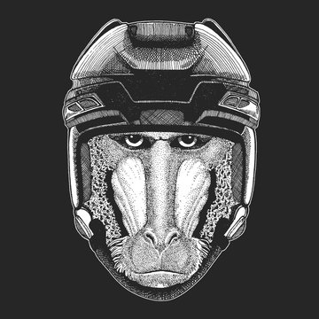 Monkey, baboon, dog-ape, ape Wild animal wearing hockey helmet. Print for t-shirt design.