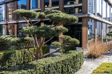 Obraz premium Bonsai im öffentlichen Raum in Biberach kombiniert mit moderner Architektur