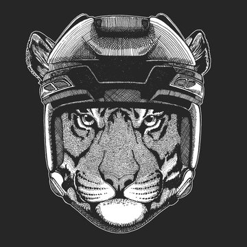 Wild tiger Wild animal wearing hockey helmet. Print for t-shirt design.