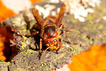 Closeup of hornet - Vespa crabro