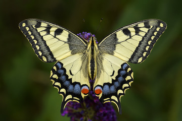 Old World Swallowtail butterfly - Papilio machaon, beautiful colored iconic butterfly from European meadows and grasslands.