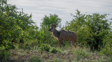 Kudu (Strepsiceros), Südafrika, Afrika