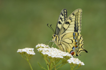 Old World Swallowtail butterfly - Papilio machaon, beautiful colored iconic butterfly from European meadows and grasslands.