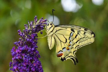 Old World Swallowtail butterfly - Papilio machaon, beautiful colored iconic butterfly from European meadows and grasslands.